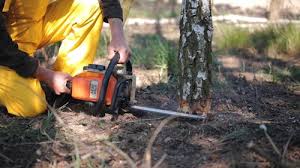 Best Tree Preservation Services  in Stanford, CA