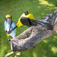 Best Tree Disease Treatment  in Stanford, CA