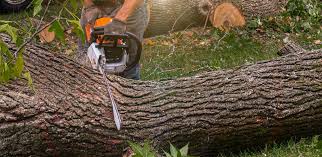 Best Tree Health Inspection  in Stanford, CA