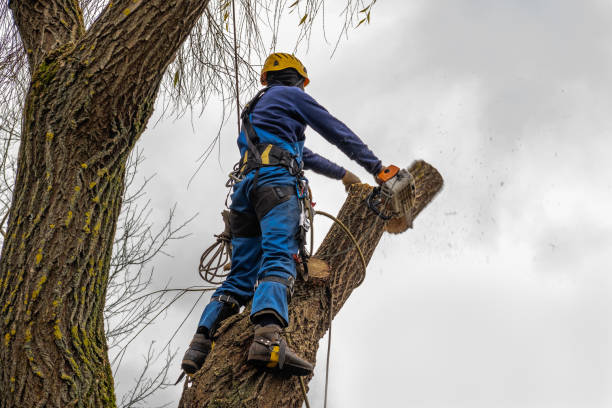 Best Fruit Tree Pruning  in Stanford, CA