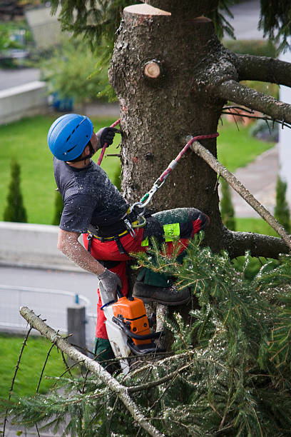 Best Hazardous Tree Removal  in Stanford, CA