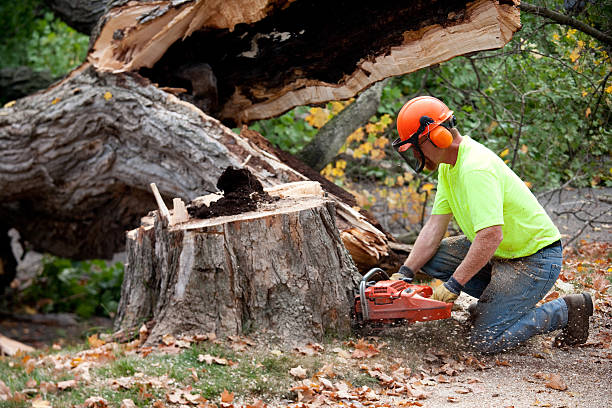 Why Choose Our Tree Removal Services in Stanford, CA?