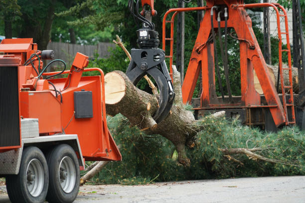 Best Arborist Consultation Services  in Stanford, CA