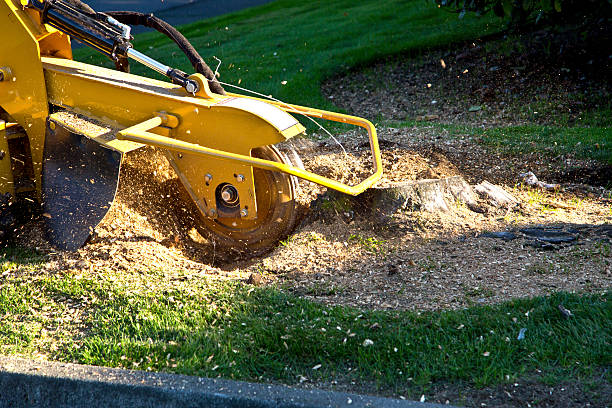 Best Utility Line Clearance  in Stanford, CA