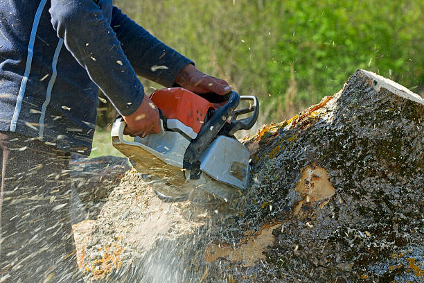 Best Tree Planting Services  in Stanford, CA