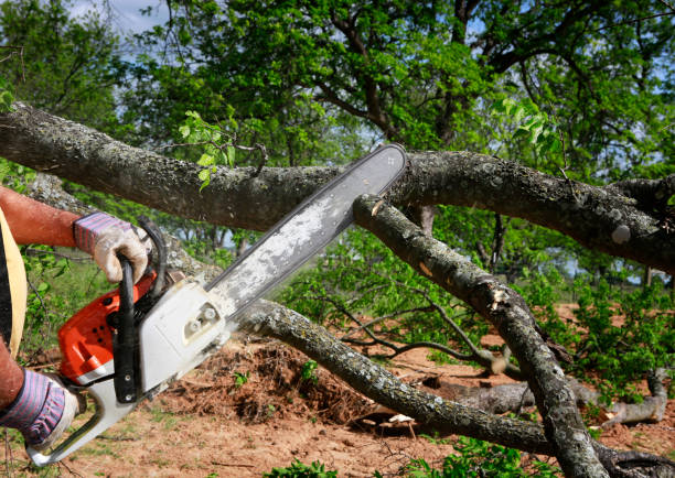 Best Tree Mulching Services  in Stanford, CA